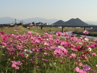 飯塚市の花「コスモス」とボタ山