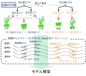 図1　重複遺伝子間の機能の違いを調べるモデルの構築方法の概念図