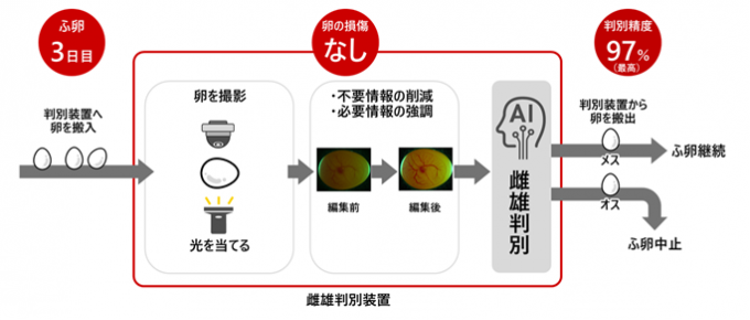 図:開発した卵内雌雄判別技術