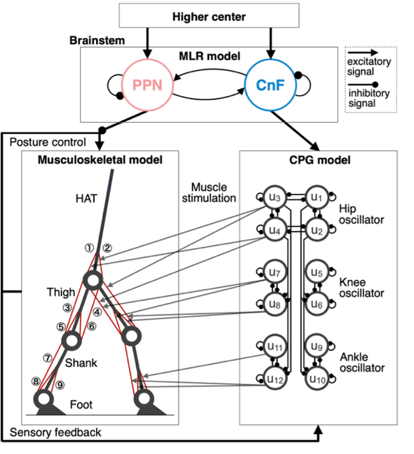 神経筋⾻格モデル