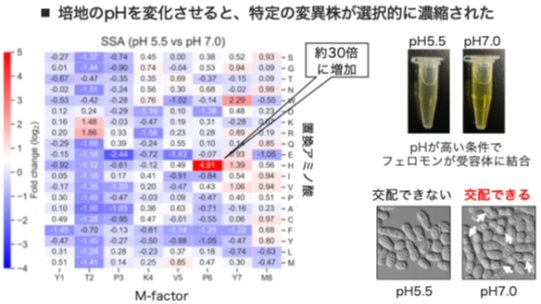 図2. 特定のフェロモン変異体が環境依存的に機能を回復することを発見