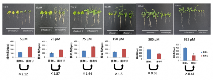 ��1. ���ʤ����Ȥǹ�����(Colletotrichum tofieldiae)�˸�Ⱦ������ֲ��γ��L