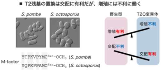 図3. 増殖と交配のトレードオフがフェロモンの多様化を促進する可能性