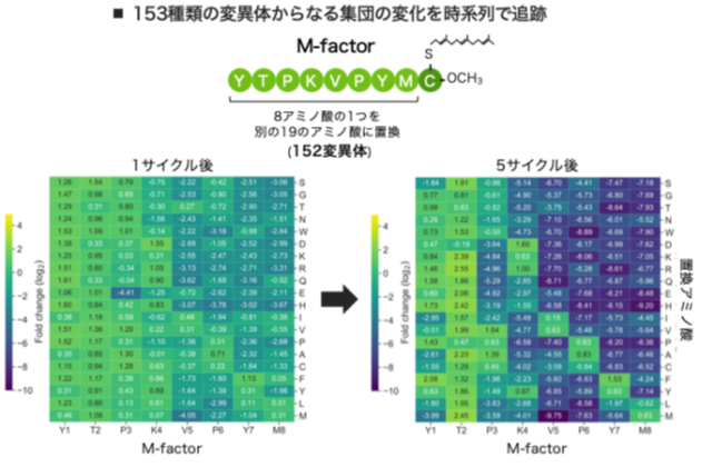 環境が“恋の合図”を変える ～ 分裂酵母で見えたフェロモン進化の新しい仕組み ～
