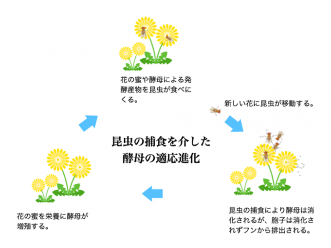 図2: 昆虫に食べられた酵母のうち、胞子は消化管を生きて通過し、新たな生育場所へ運ばれます。酵母はそこで発芽して子孫を増やせるため、昆虫による捕食が繰り返される環境では、常に盛んに胞子をつくる酵母ほど生き残りやすくなります。こうして昆虫による捕食と運搬が自然選択の力となり、恒常的に胞子を形成する性質が国内のジャポニカス分裂酵母では進化したと考えられます。