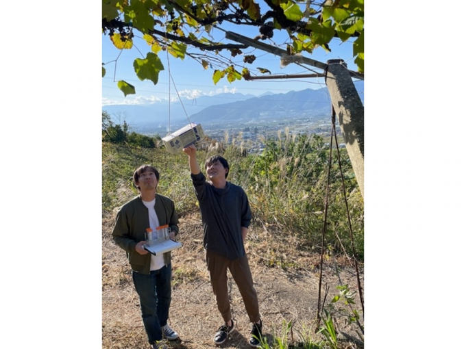 図1. 野生酵母の採取風景。果樹園に昆虫を誘き寄せるトラップを設置し、集めた昆虫から酵母を分離する。山梨県にて。